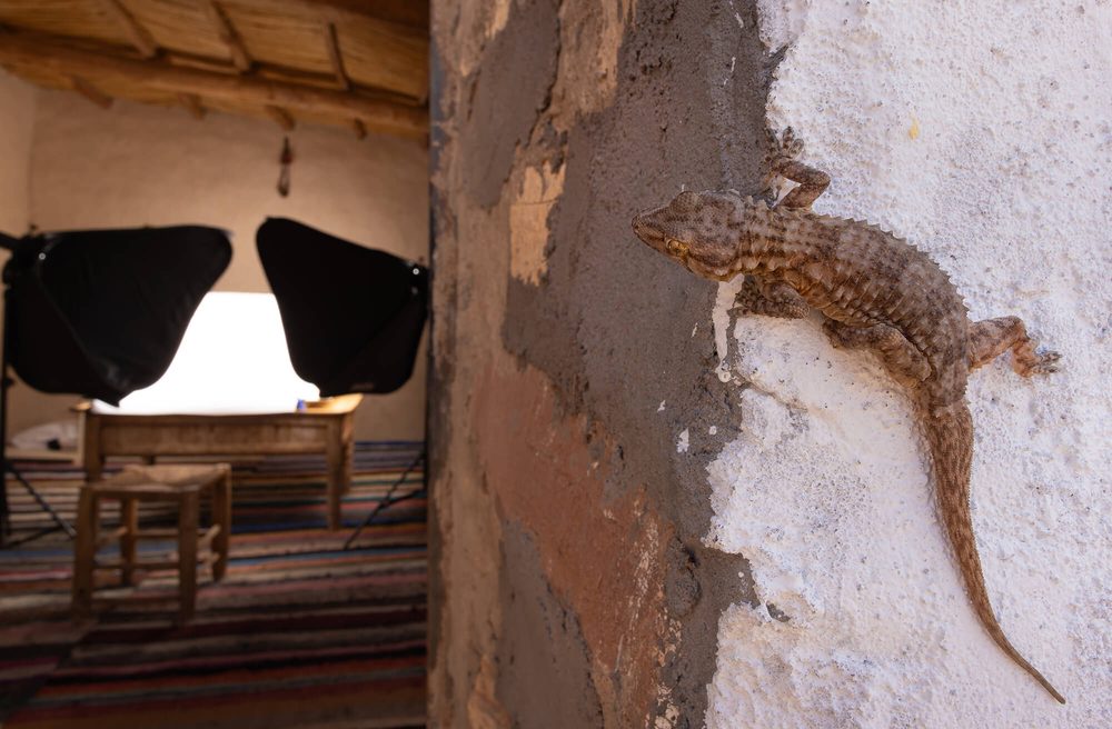 A Tarentola boehmei on a wall in front of the field studio, Jebel Saghro, Morocco