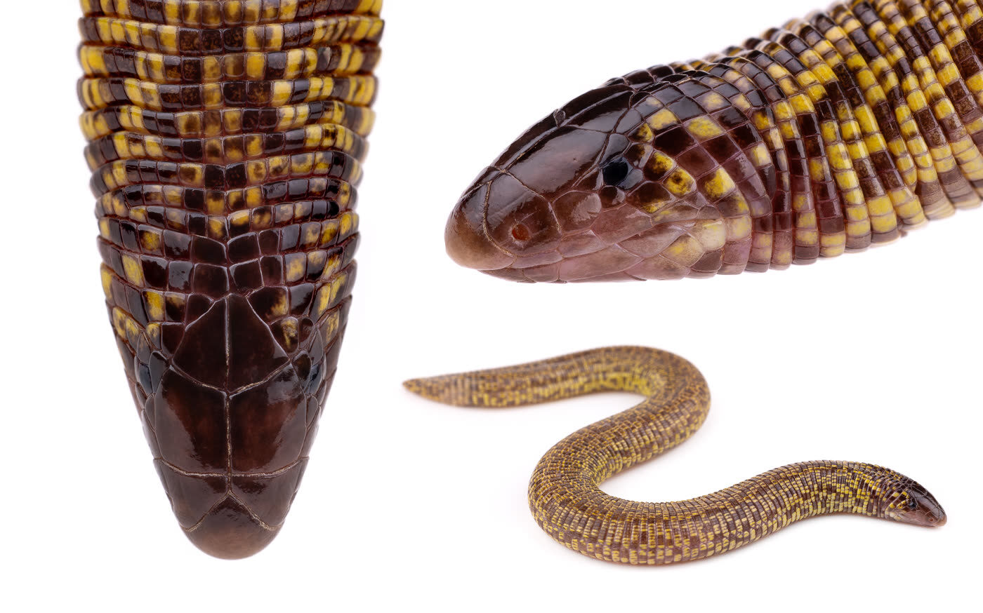 Trogonophis wiegmanni, التعرّف، المغرب