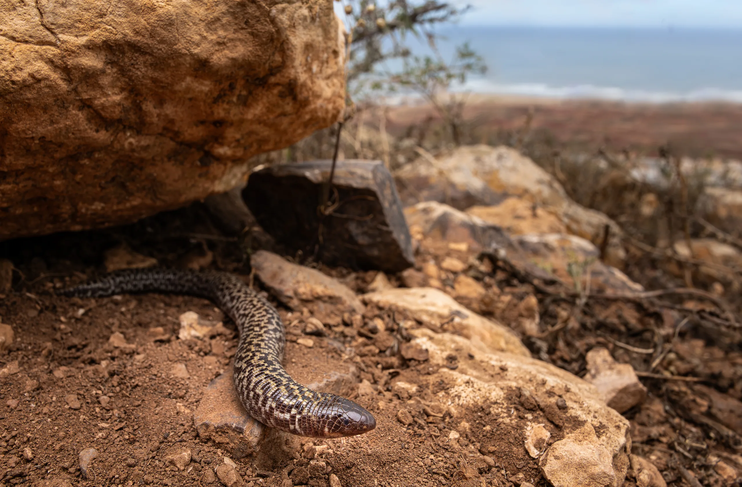 السحلية الدودية المرقّشة (Trogonophis wiegmanni elegans)، المغرب