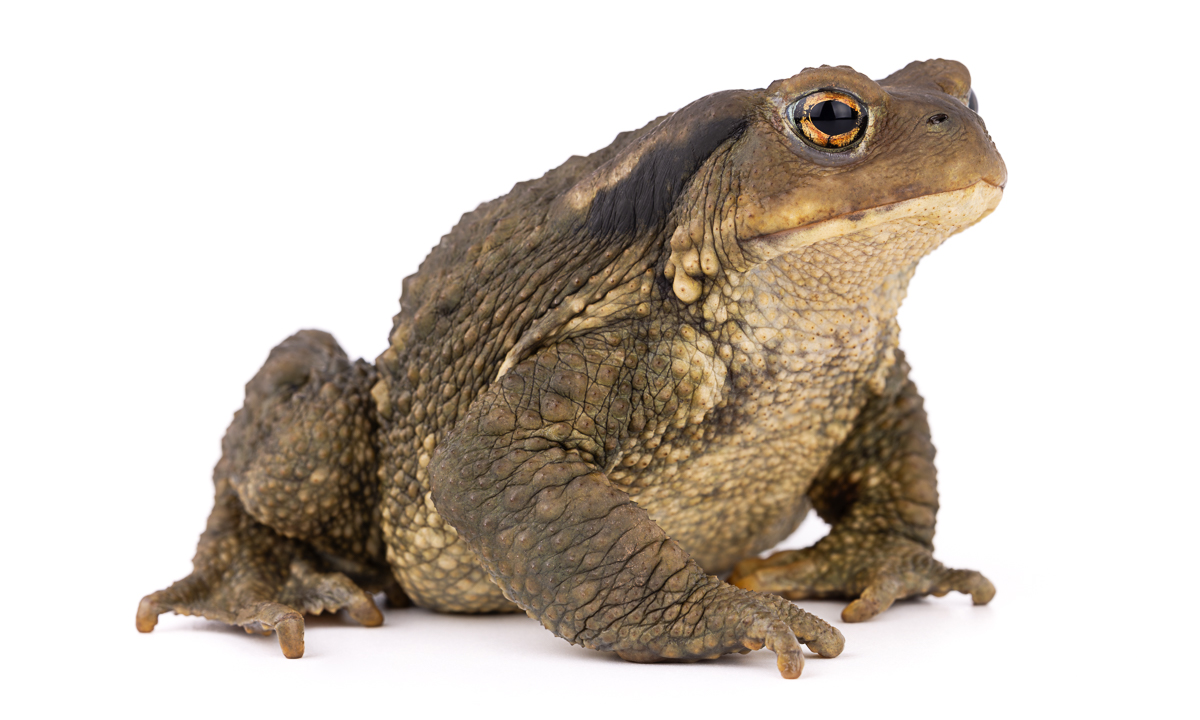 العلجوم الشائك (Bufo spinosus)، المغرب