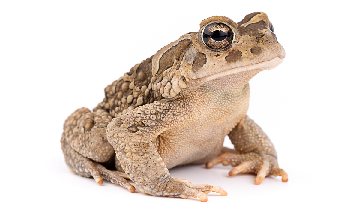 العلجوم المغاربي (Sclerophrys mauritanica)، المغرب