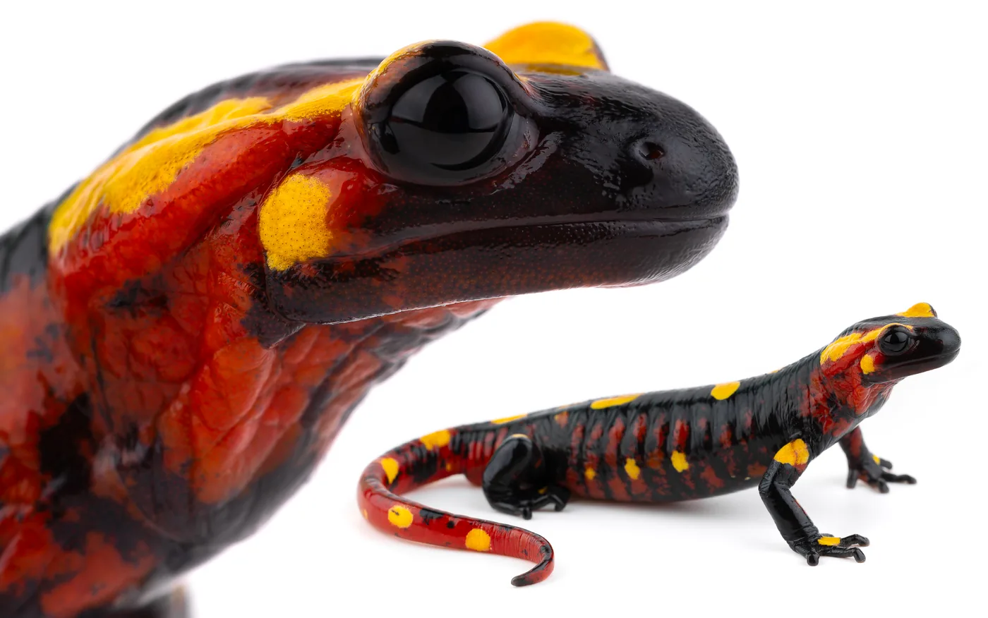 السمندل الناري المغاربي (Salamandra algira)