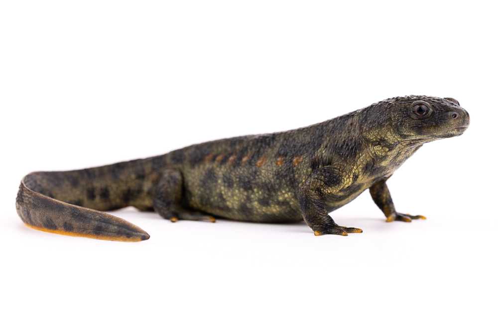Sharp-ribbed newt