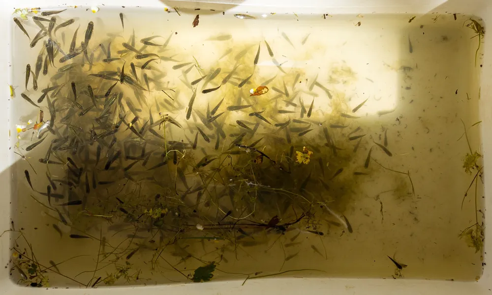 أسماك البعوض (Gambusia sp.) المُعدّة للإطلاق في بركة بالريف، تهديد لسمندل والتل، المغرب