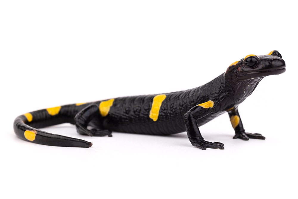 North African Salamander