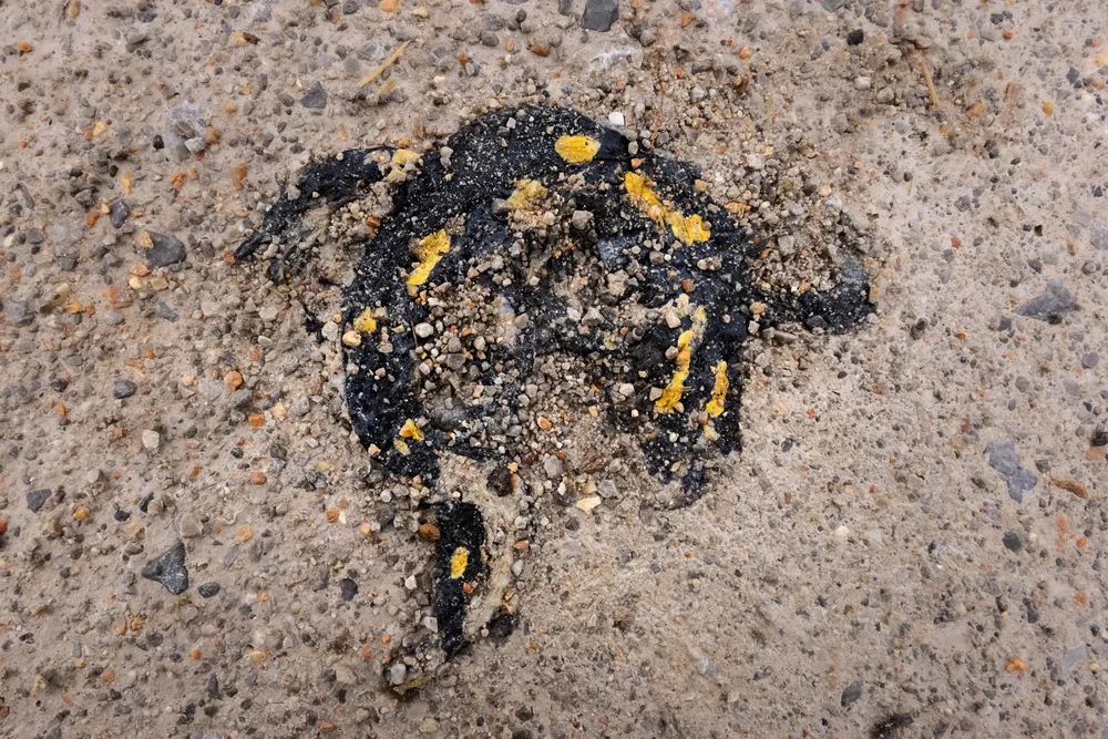 فرد نافق من السمندل الناري المغاربي (Salamandra algira) دهسته المركبات على الطريق، من الأعلى