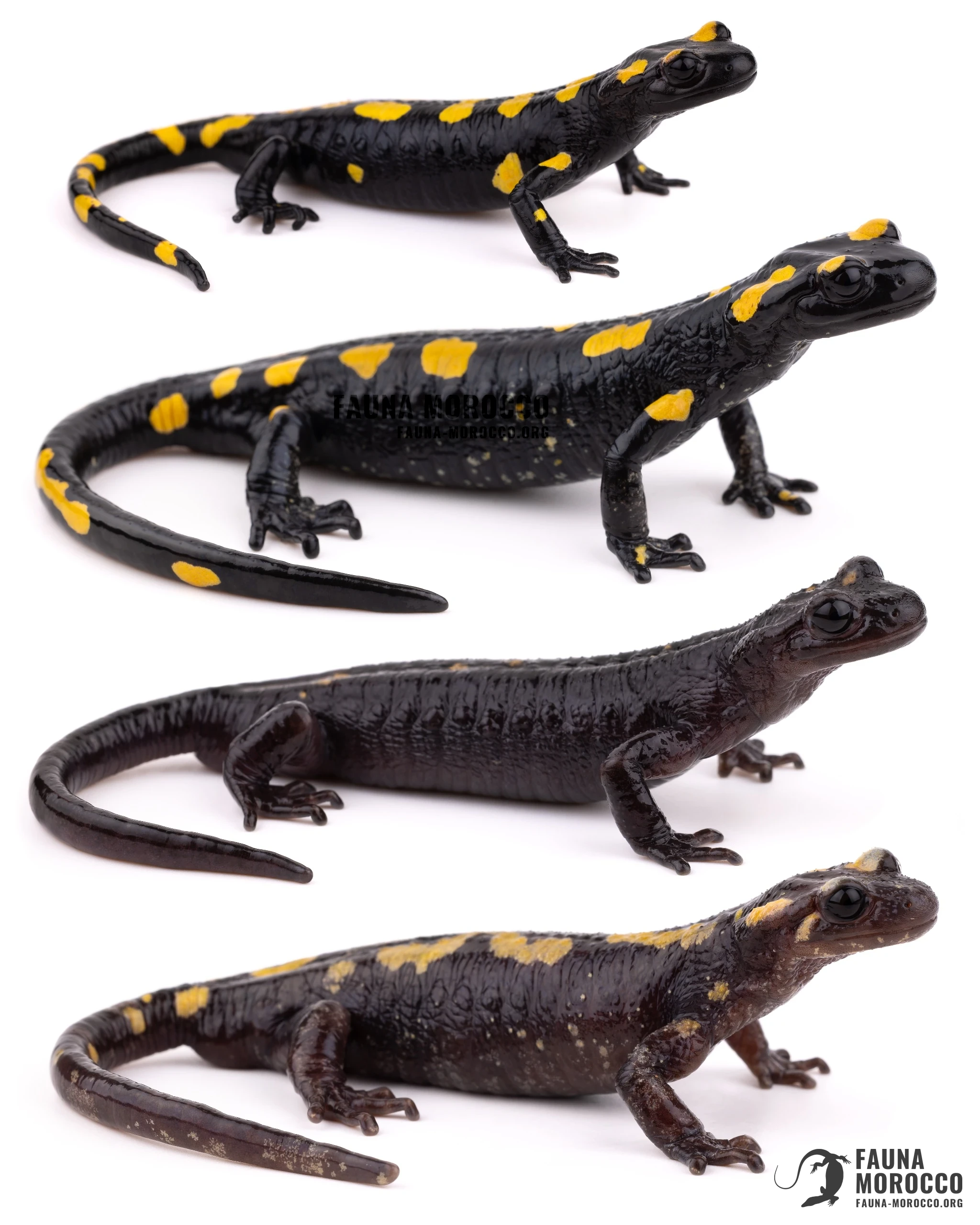 السمندل الناري المغاربي (Salamandra algira tingitana) من شبه جزيرة طنجة، تباين في اللون