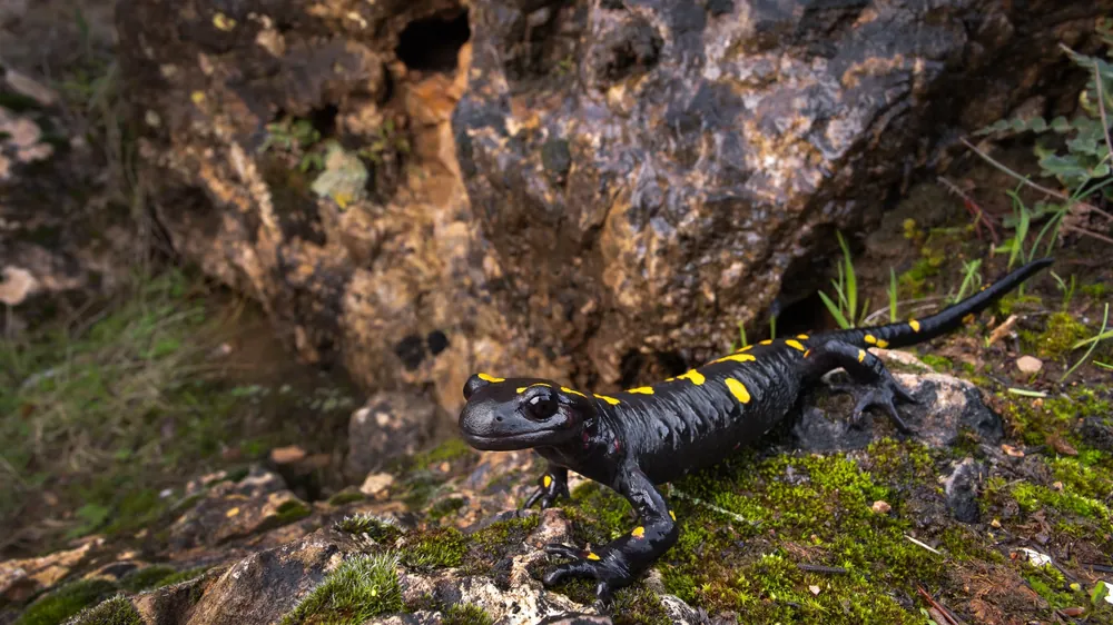 السمندل الناري المغاربي (Salamandra algira spelaea) عند مدخل كهف