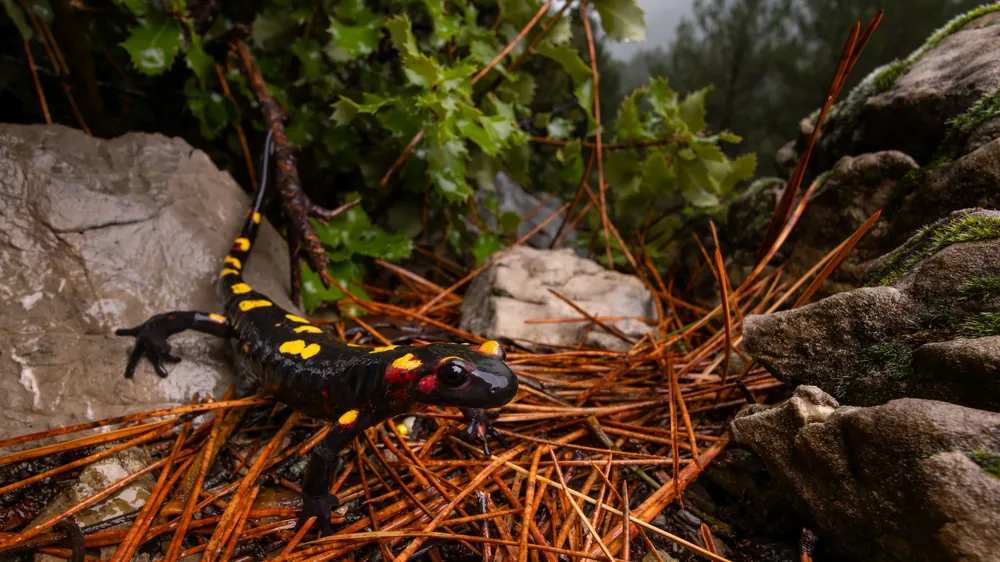 السمندل الناري المغاربي (Salamandra algira splendens) في غابة صنوبر بأعالي الريف