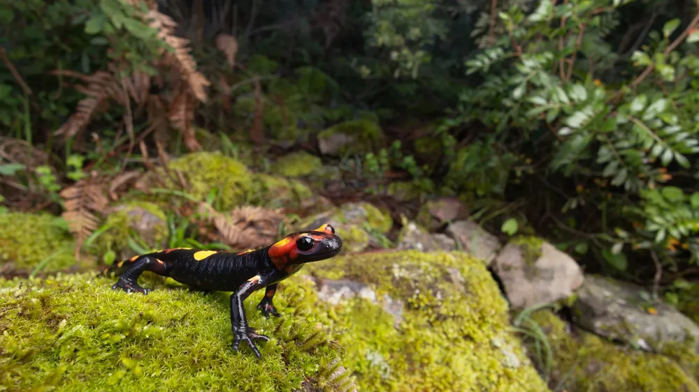 السمندل الناري المغاربي (Salamandra algira splendens) بجوار عين ماء، ضواحي شفشاون