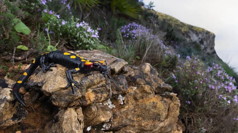 السمندل الناري المغاربي (Salamandra algira splendens) على جروف ساحلية، أقصى شمال شرق نطاق انتشاره