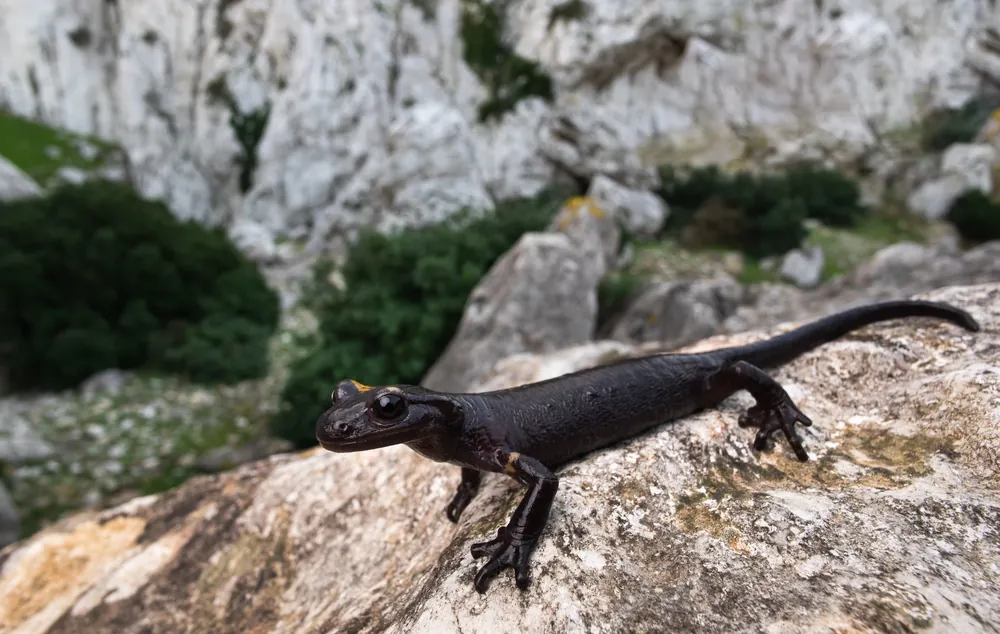 فرد ولود من السمندل الناري المغاربي (Salamandra algira tingitana) في بيئته الطبيعية