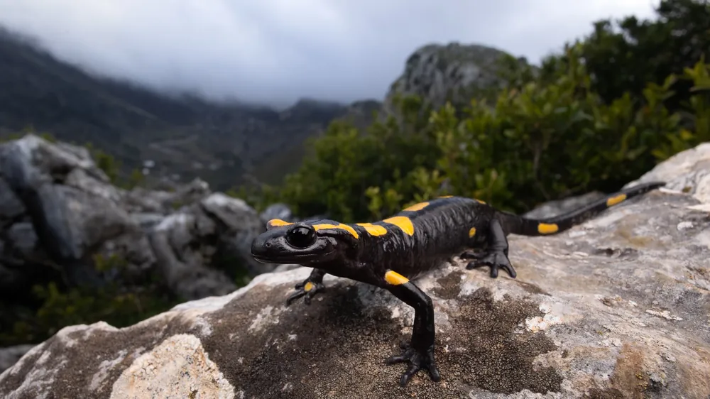 السمندل الناري المغاربي (Salamandra algira tingitana) على هضبة صخرية مفتوحة، شرق نطاق انتشاره