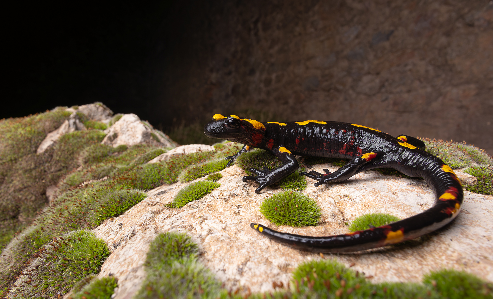 Salamandra algira atlantica habitat forêt humide Tazekka Atlas Maroc Moyen-Atlas Salamandre