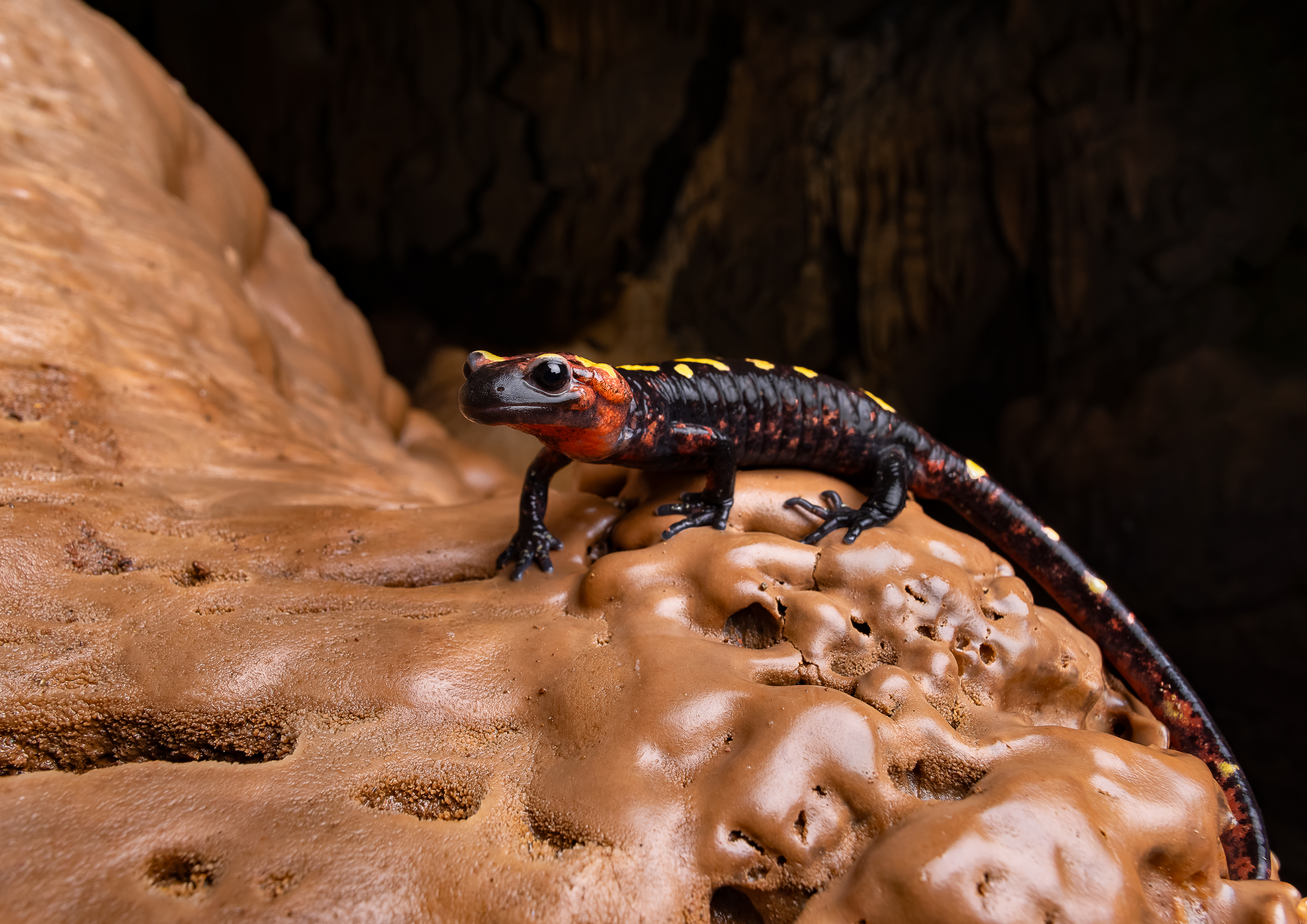 Salamandra algira atlantica habitat grotte humide Tazekka Atlas Maroc Moyen-Atlas Salamandre