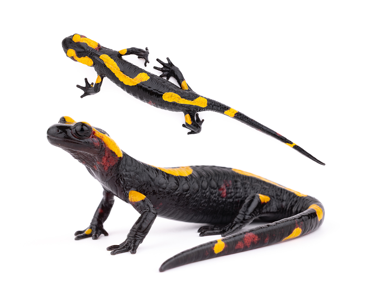 Salamandra algira atlantica subspecies from Tazekka National Park Morocco showing red dominant coloration pattern - North African salamander scientific documentation