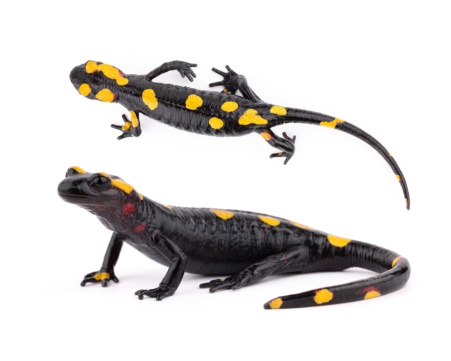 Salamandra algira atlantica subspecies specimen 2 from Tazekka National Park Morocco red coloration morphology - endemic salamander scientific photography