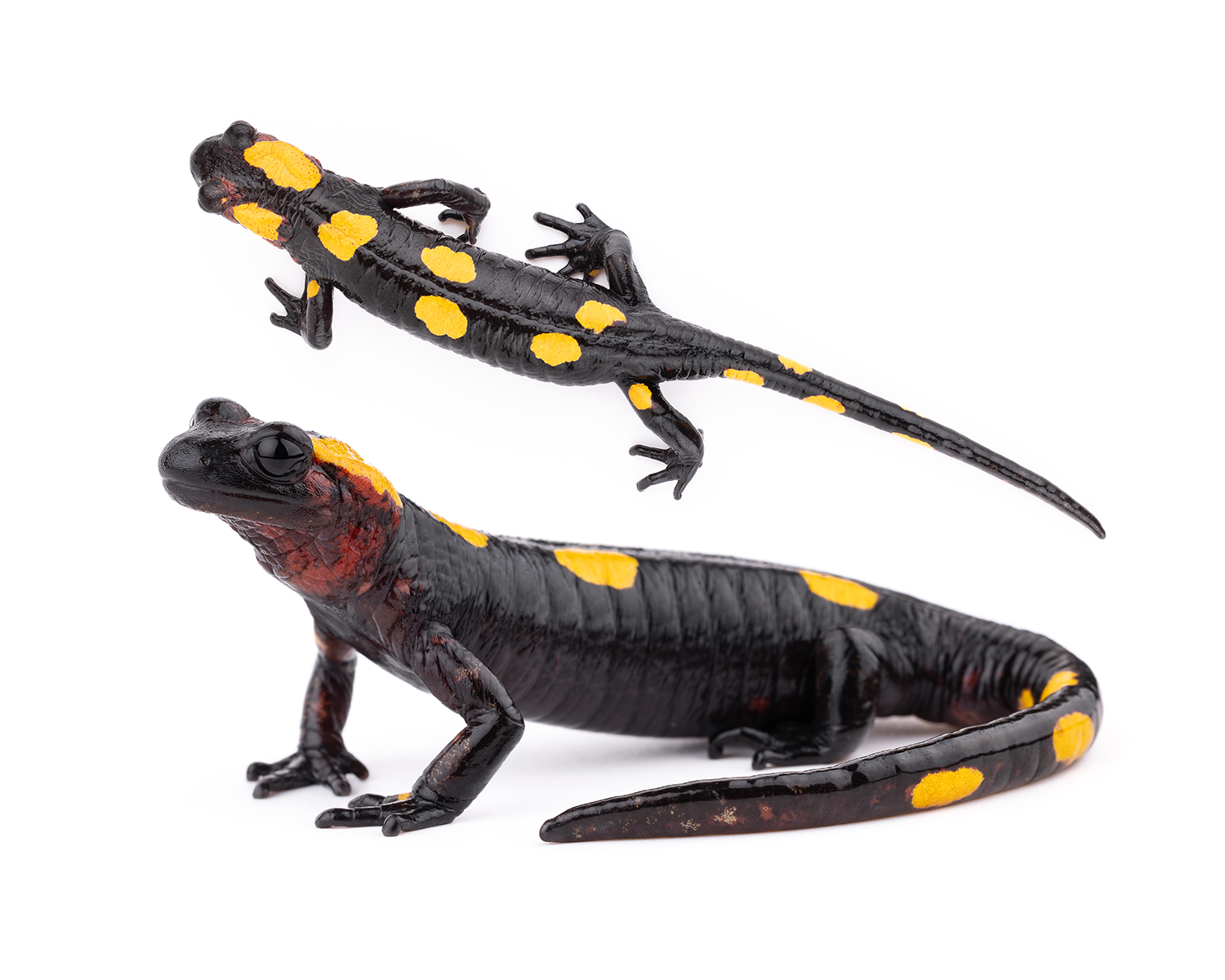 Salamandra algira atlantica subspecies specimen 3 non-troglodytic population Tazekka National Park Morocco Middle Atlas endemic amphibian