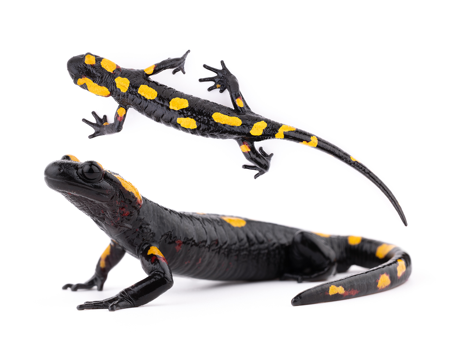 Salamandra algira atlantica subspecies specimen 4 showing red coloration pattern Middle Atlas Morocco scientific herpetology documentation