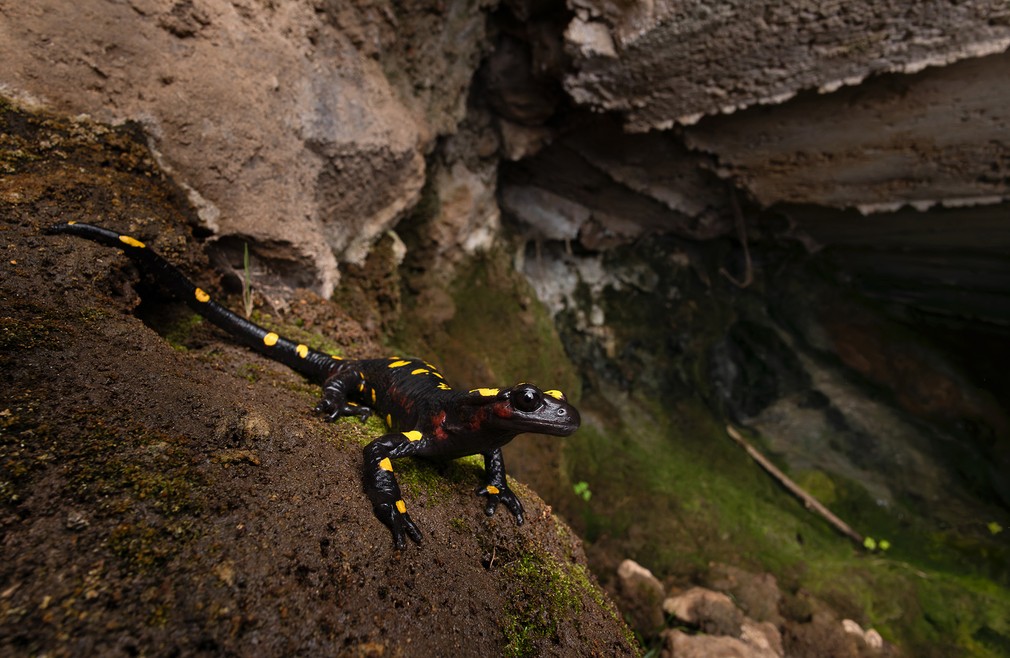 Salamandra algira spelaea Beni Snassen Maroc Nord Rif Algerie Salamandre salamandra