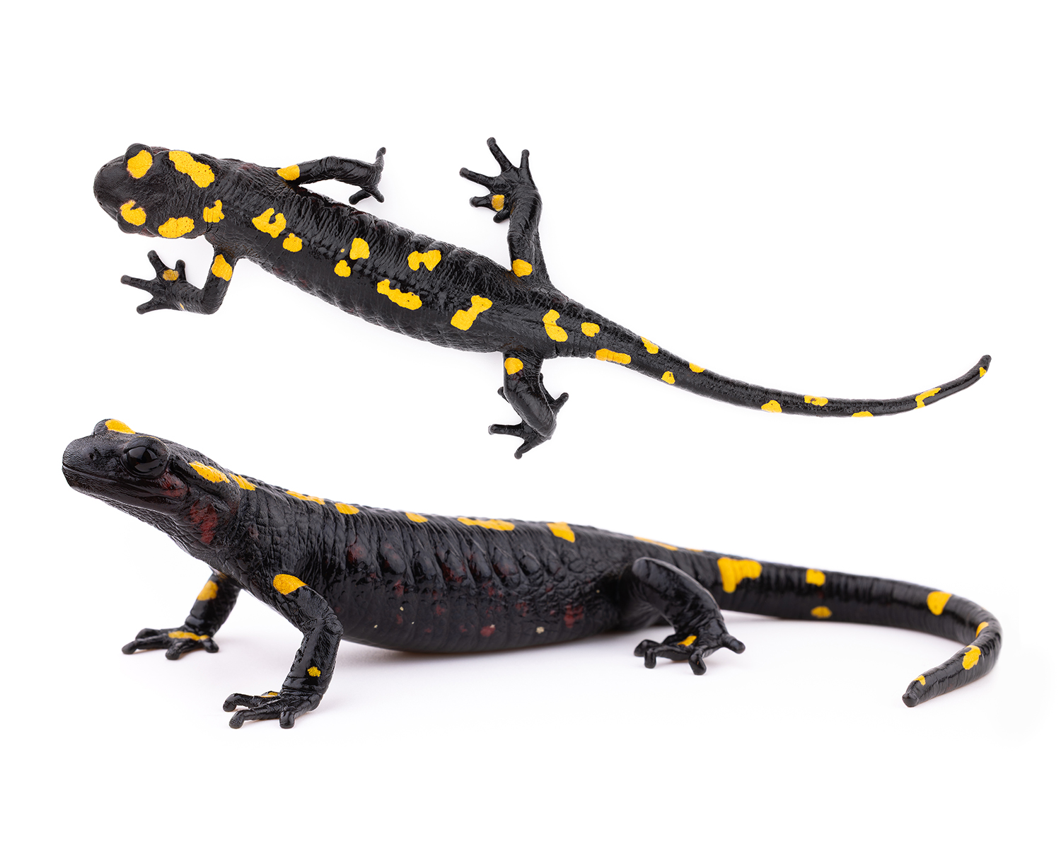 Salamandra algira spelaea subspecies eastern Morocco Beni Snassen showing distinctive wine red coloration yellow dots - endemic cave salamander scientific documentation