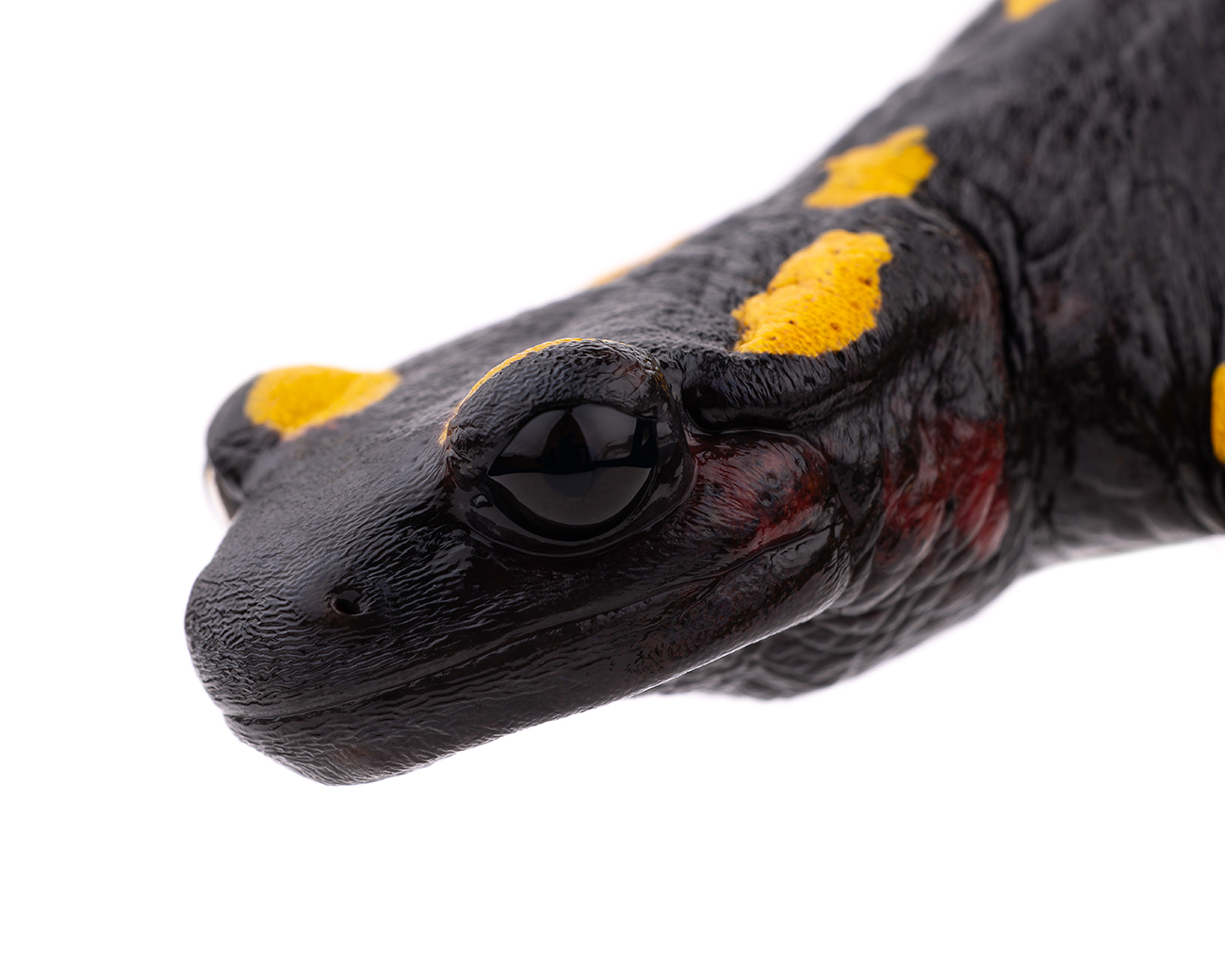 Salamandra algira spelaea subspecies specimen 2 from eastern Morocco wine red coloration pattern yellow spots - Beni Snassen endemic amphibian herpetology