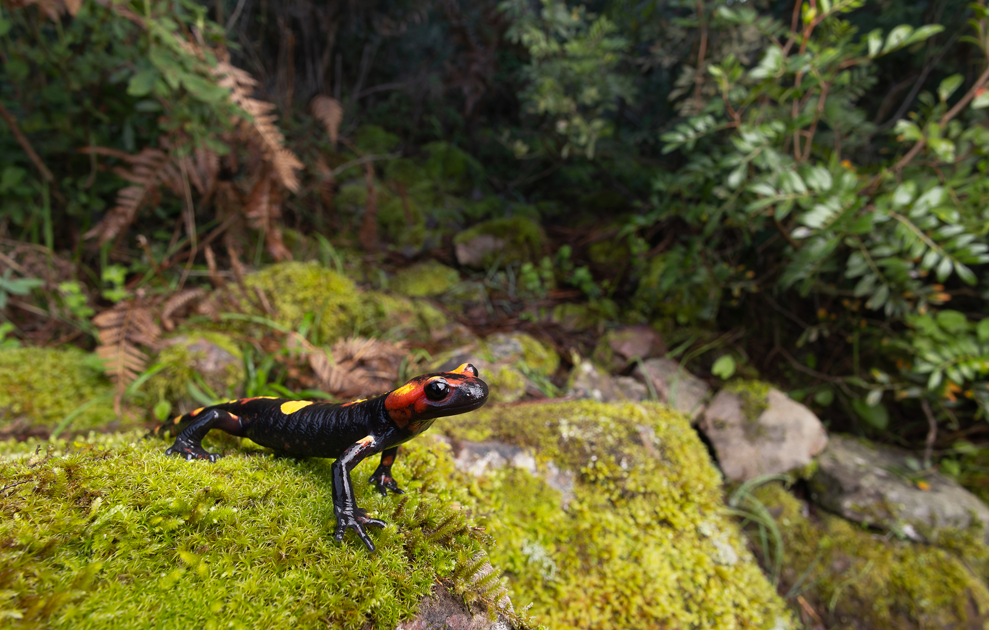 Salamandra algira splendens Maroc Salamandre habitat naturel source Rif salamandra