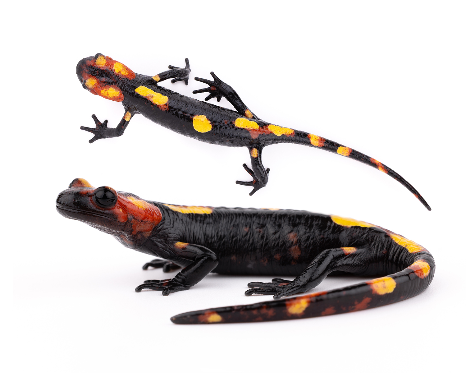 Salamandra algira splendens sous-espèce Moyen Atlas Maroc spécimen 1