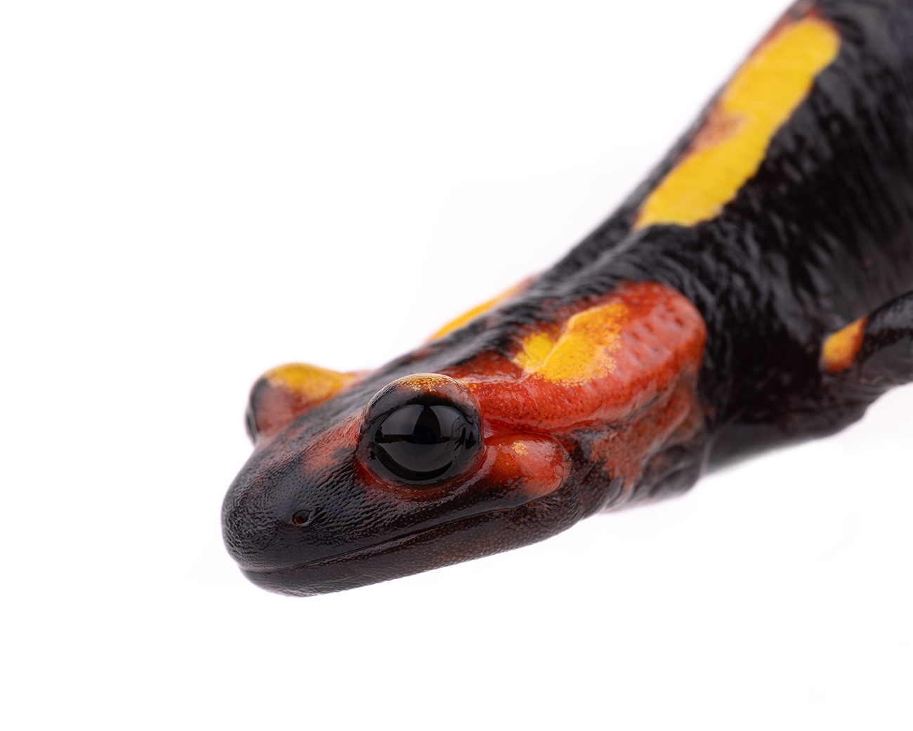 Salamandra algira splendens sous-espèce Moyen Atlas Maroc spécimen 2