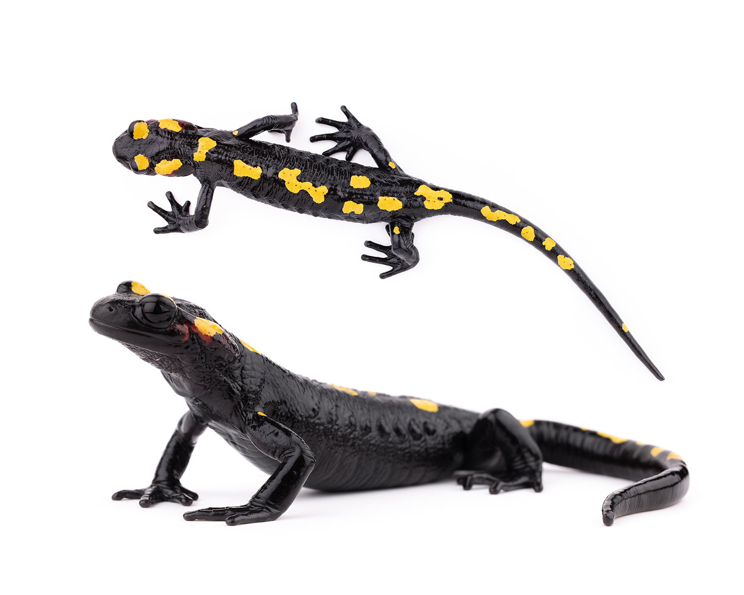 Salamandra algira splendens sous-espèce Moyen Atlas Maroc spécimen 3