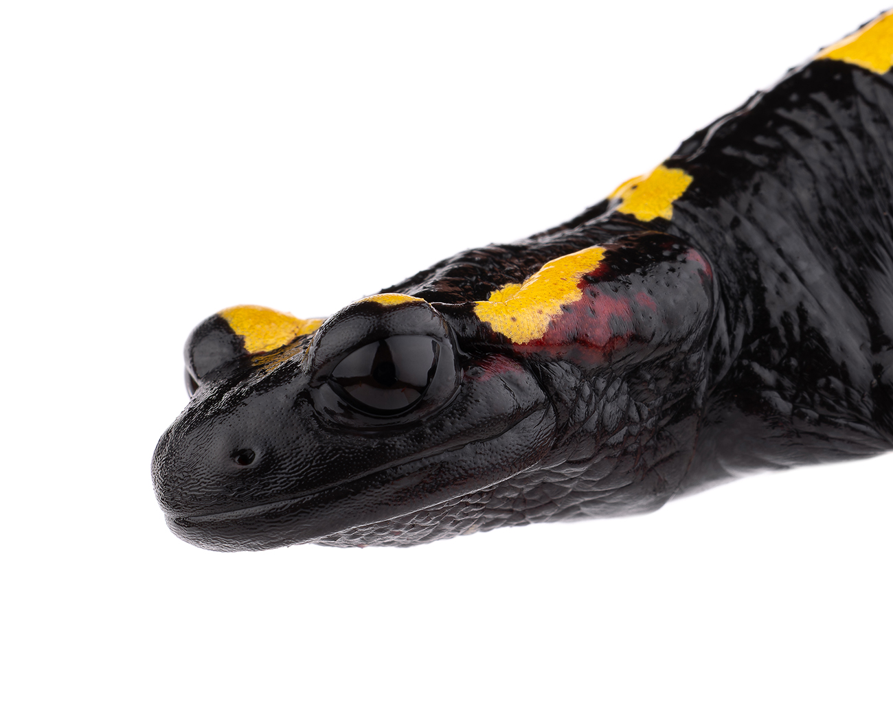 Salamandra algira splendens sous-espèce Moyen Atlas Maroc spécimen 4