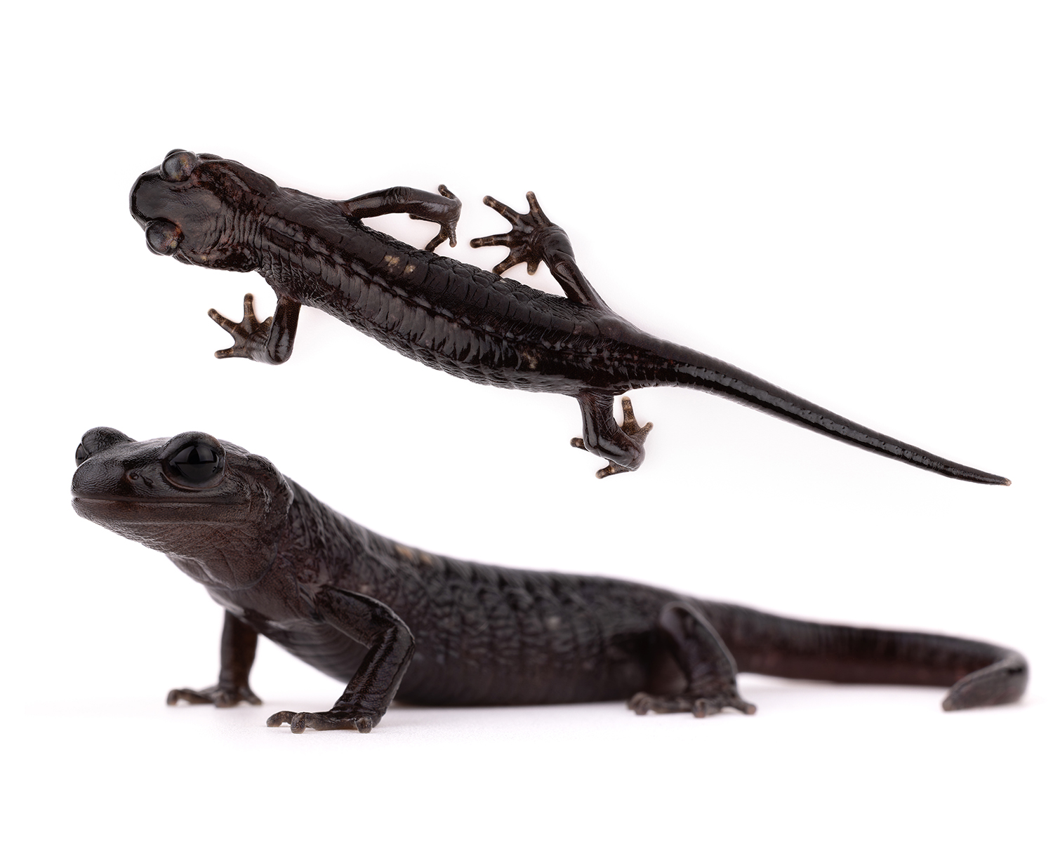 Salamandra algira tingitana sous-espèce Maroc spécimen 1