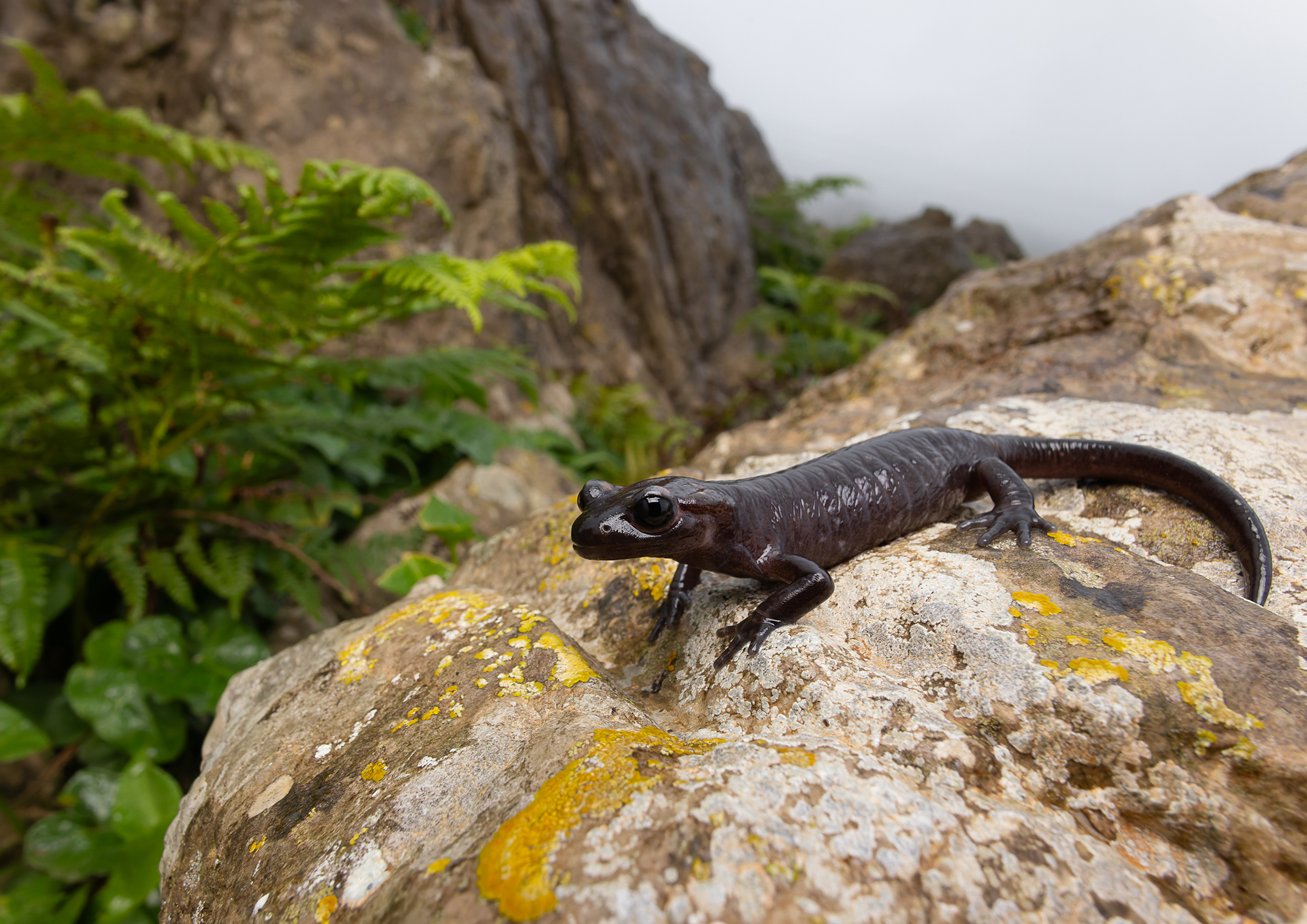 Salamandra algira tingitana Clade1 menacé montagne salamandre mélanique melanistic