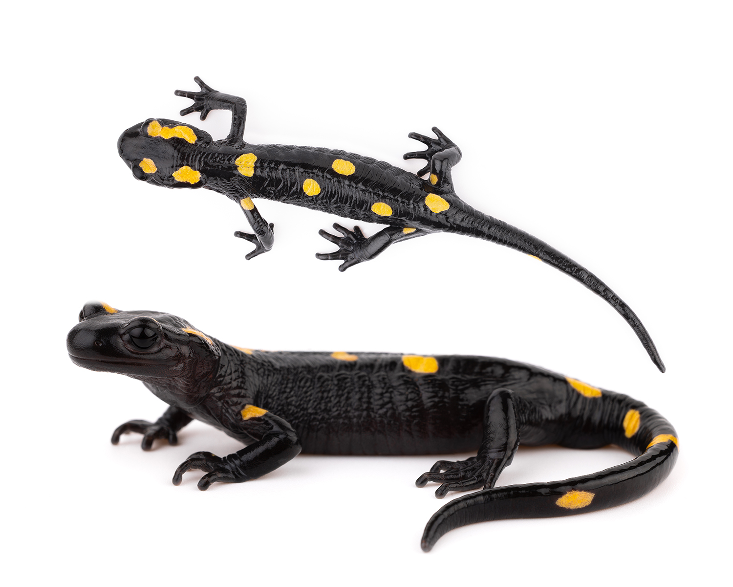 Salamandra algira tingitana sous-espèce Maroc spécimen 2