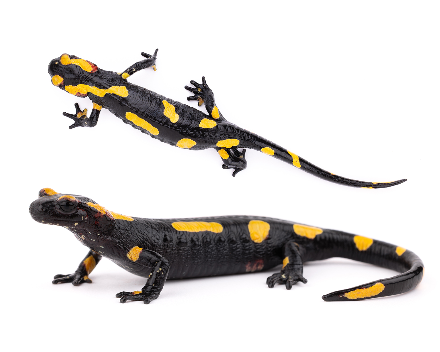 Salamandra algira tingitana sous-espèce Maroc spécimen 3