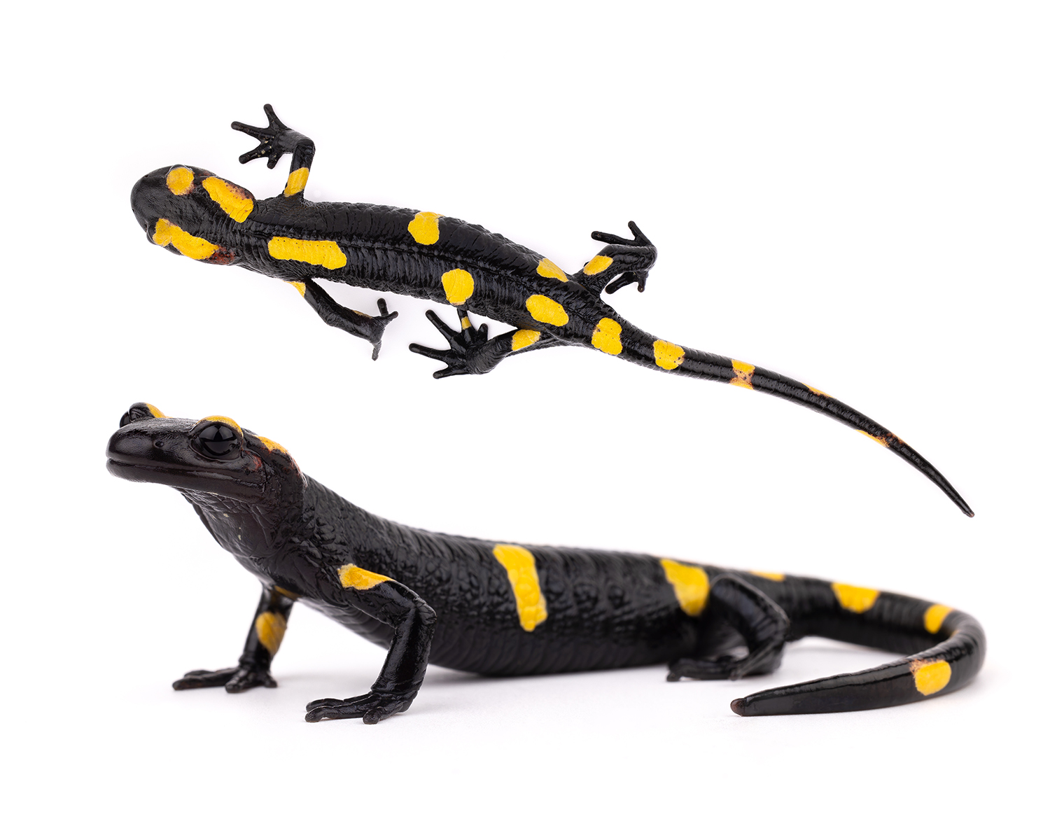 Salamandra algira tingitana sous-espèce Maroc spécimen 4