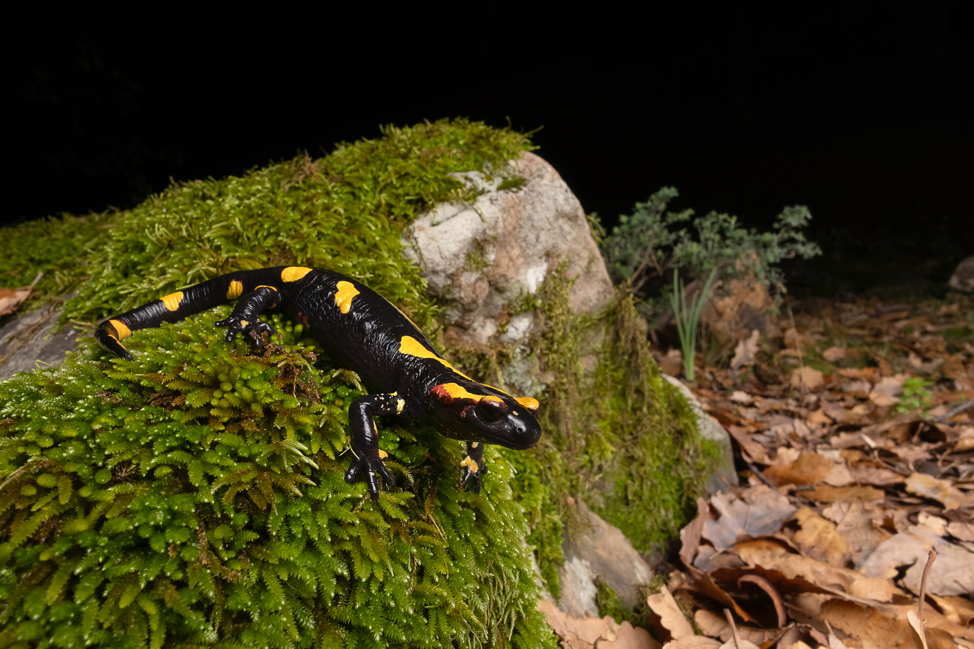 Salamandra algira grotte calcaire Beni Snassen
