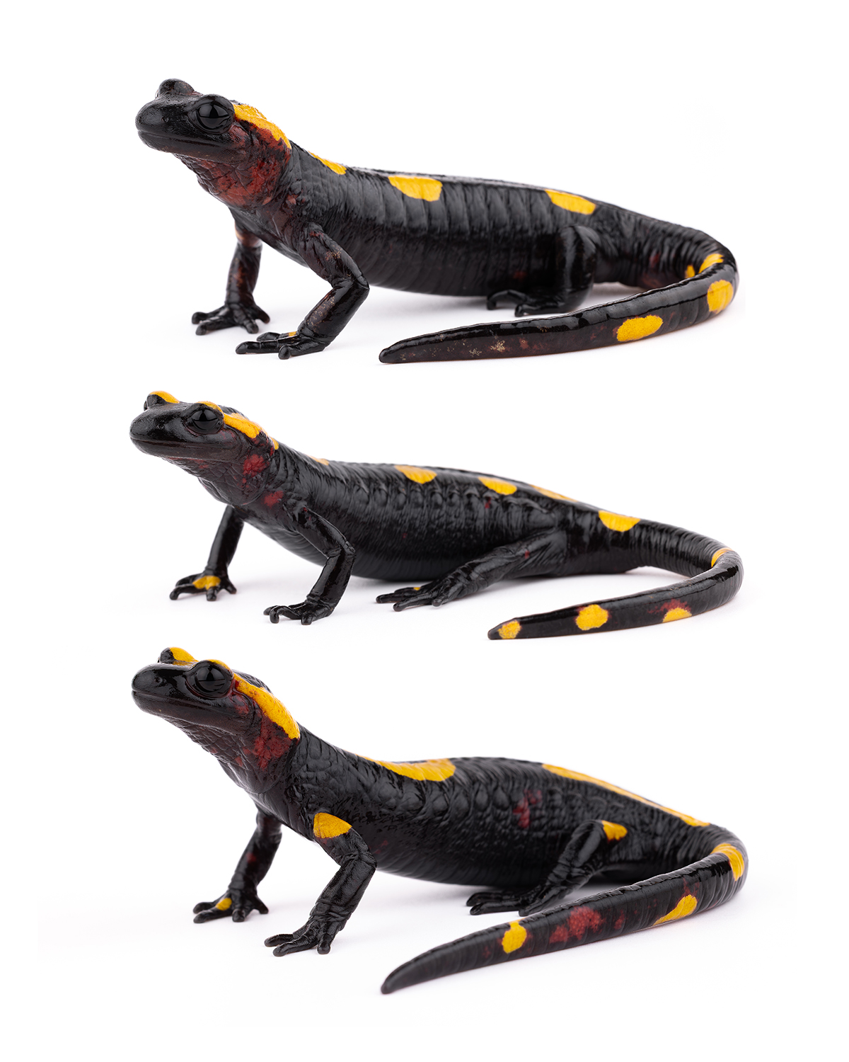 Salamandra algira in natural Rif forest habitat
