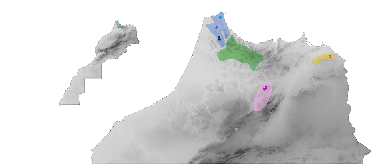 Distribution map of Salamandra algira subspecies in Morocco