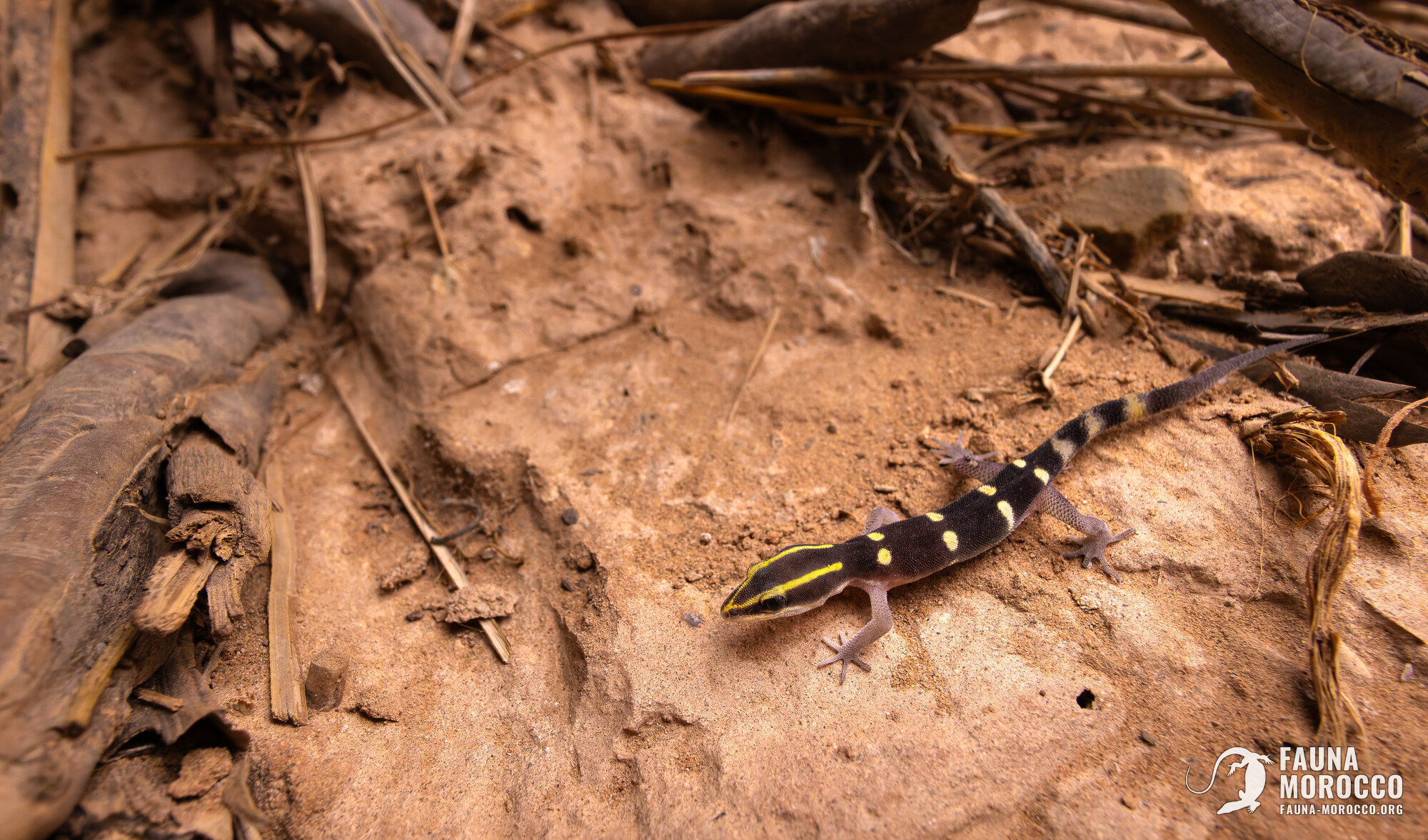 وزغة جبل باني القزمية (Saurodactylus splendidus)