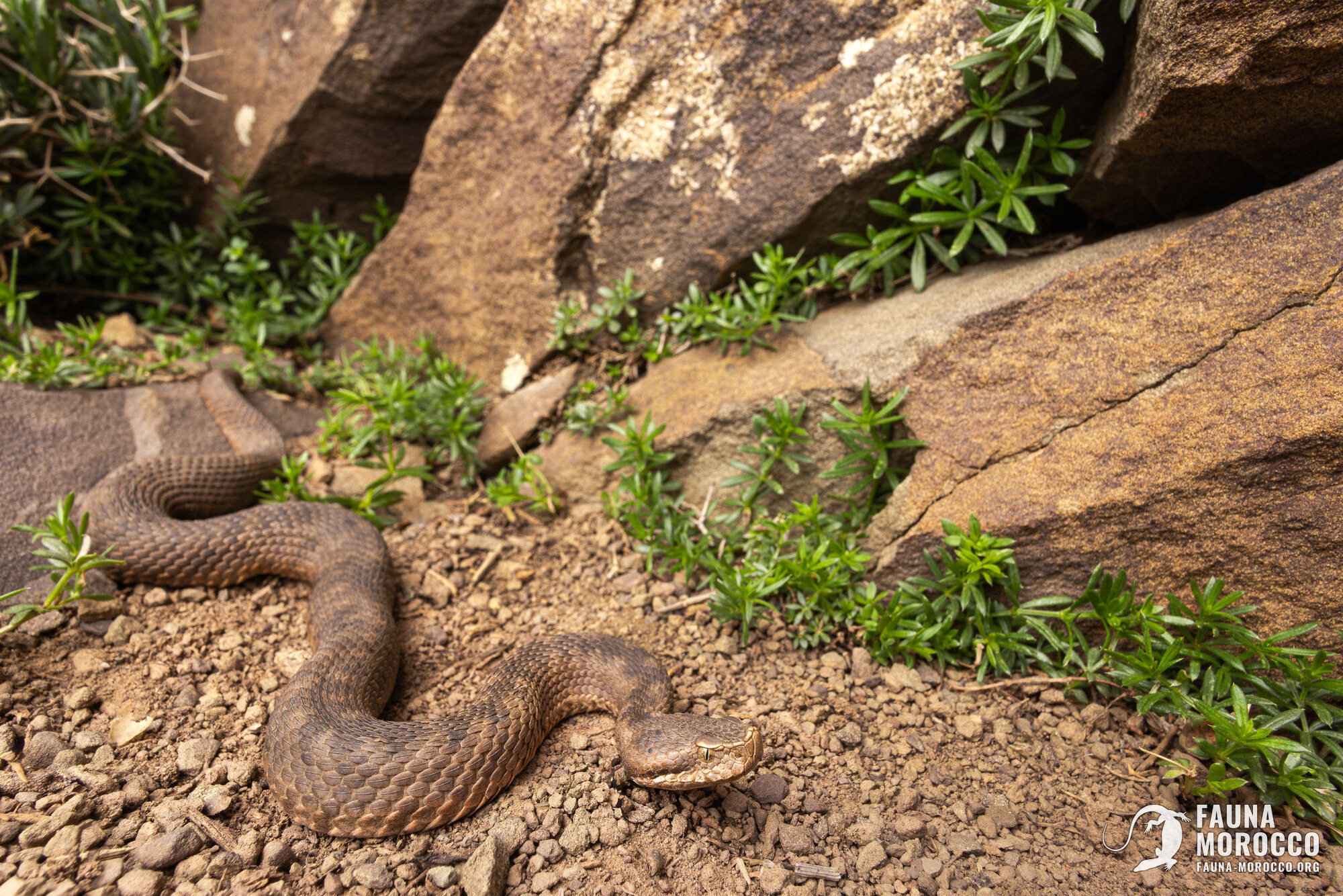 أفعى الأطلس (Vipera monticola monticola)