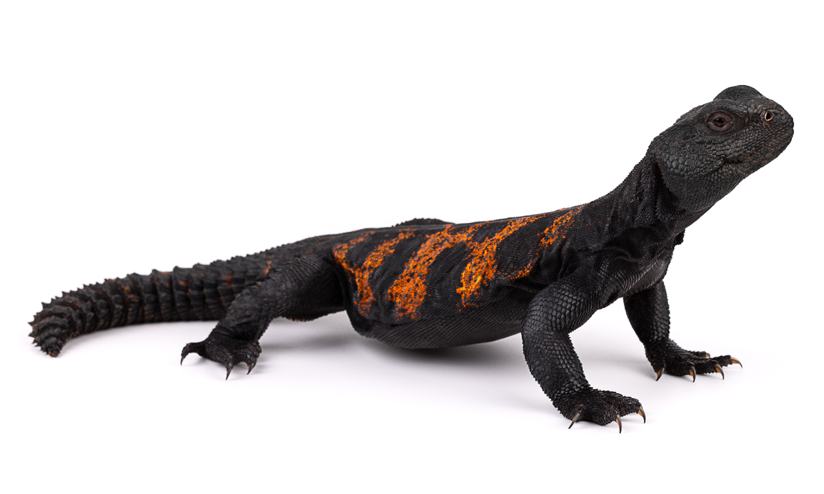 Agamidae Agamas Morocco - Agama Family