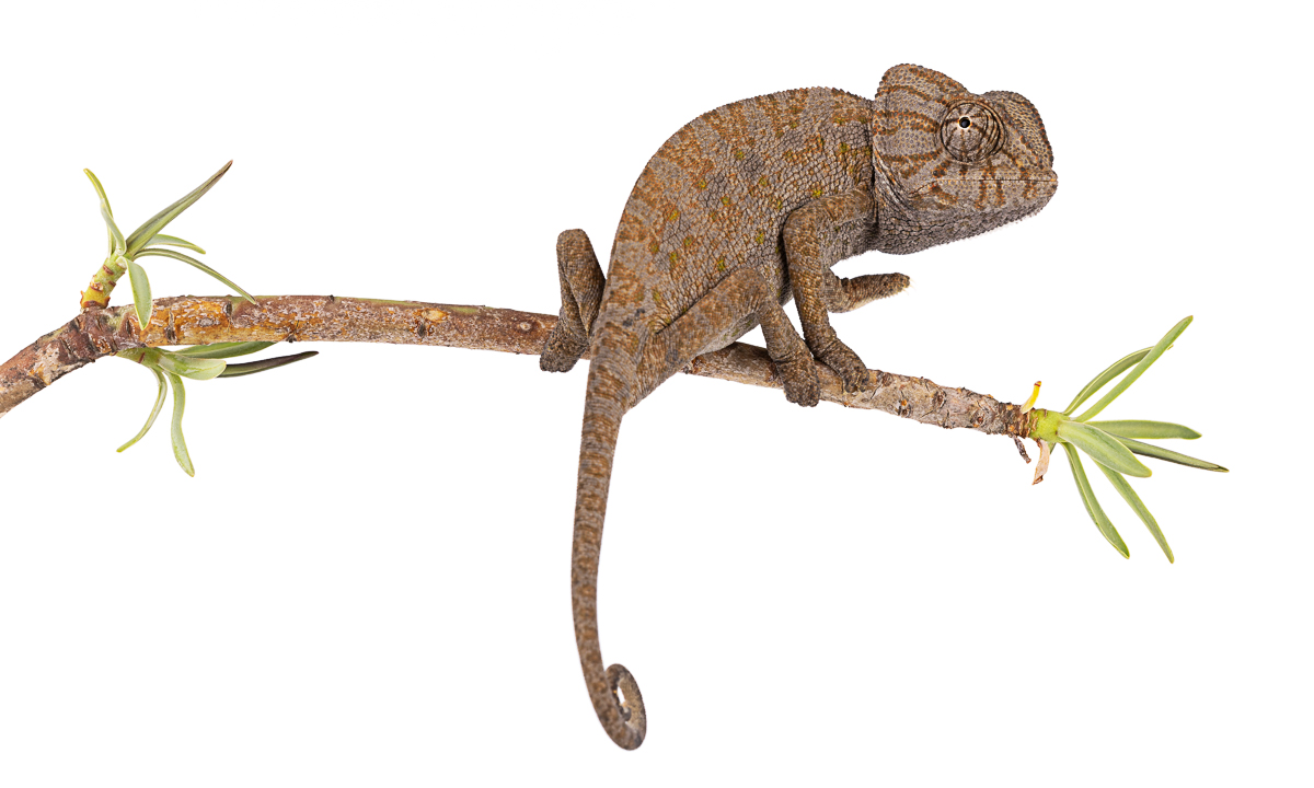 Chamaeleonidae Chameleons Morocco - Chameleon Family