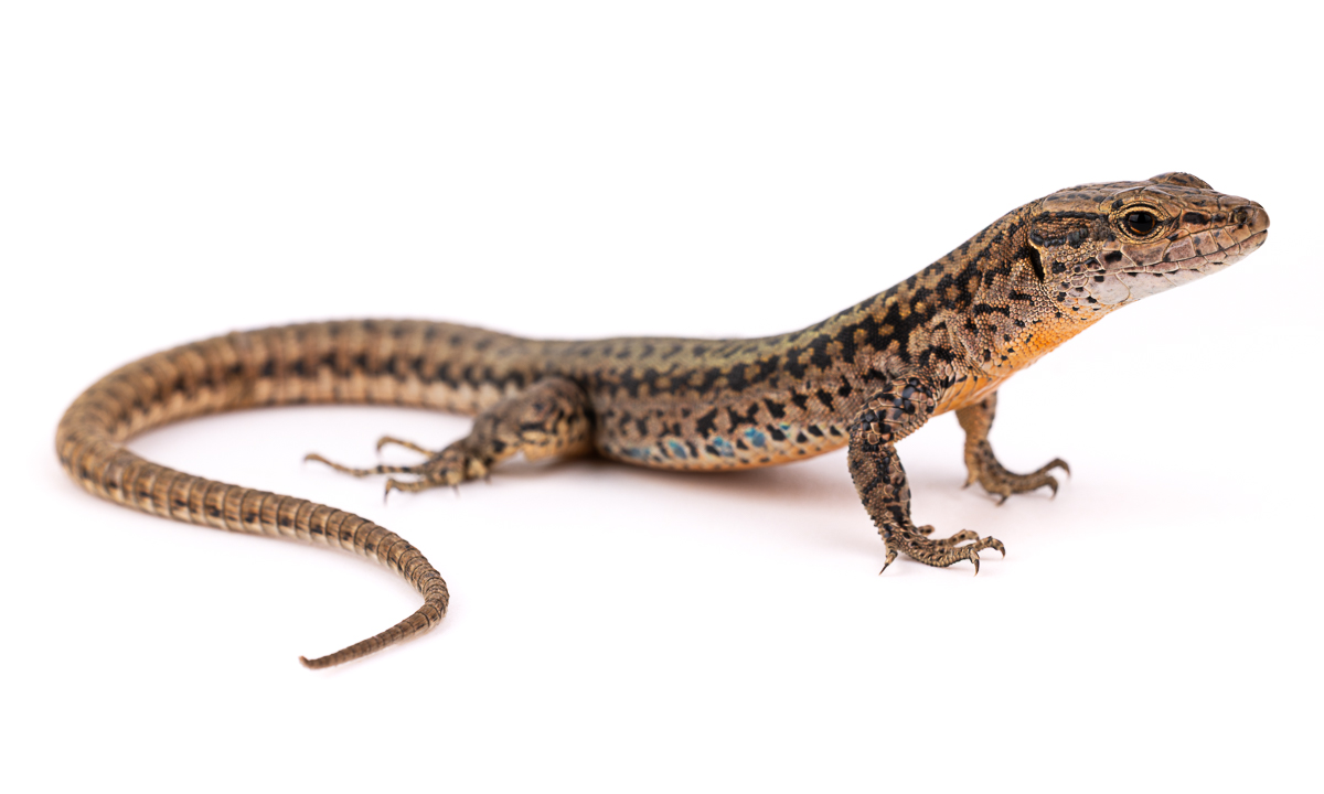 Lacertidae Wall Lizards Morocco - Lacertid Family