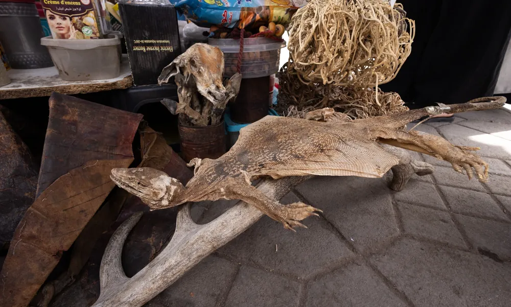 ورل صحراء (Varanus griseus) مجفّف للبيع في ساحة جامع الفنا بمراكش، المغرب