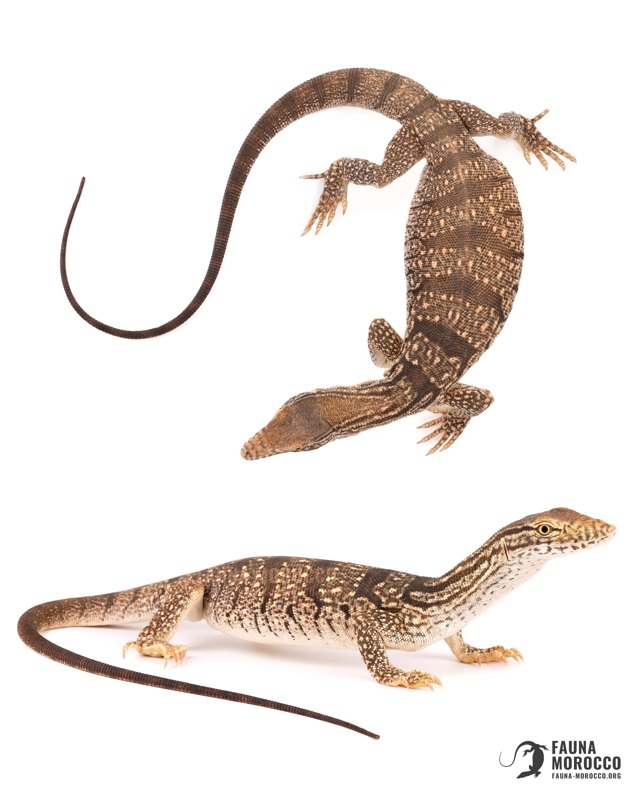 ورل الصحراء (Varanus griseus)، منظران ظهري وجانبي، مسيد، المغرب