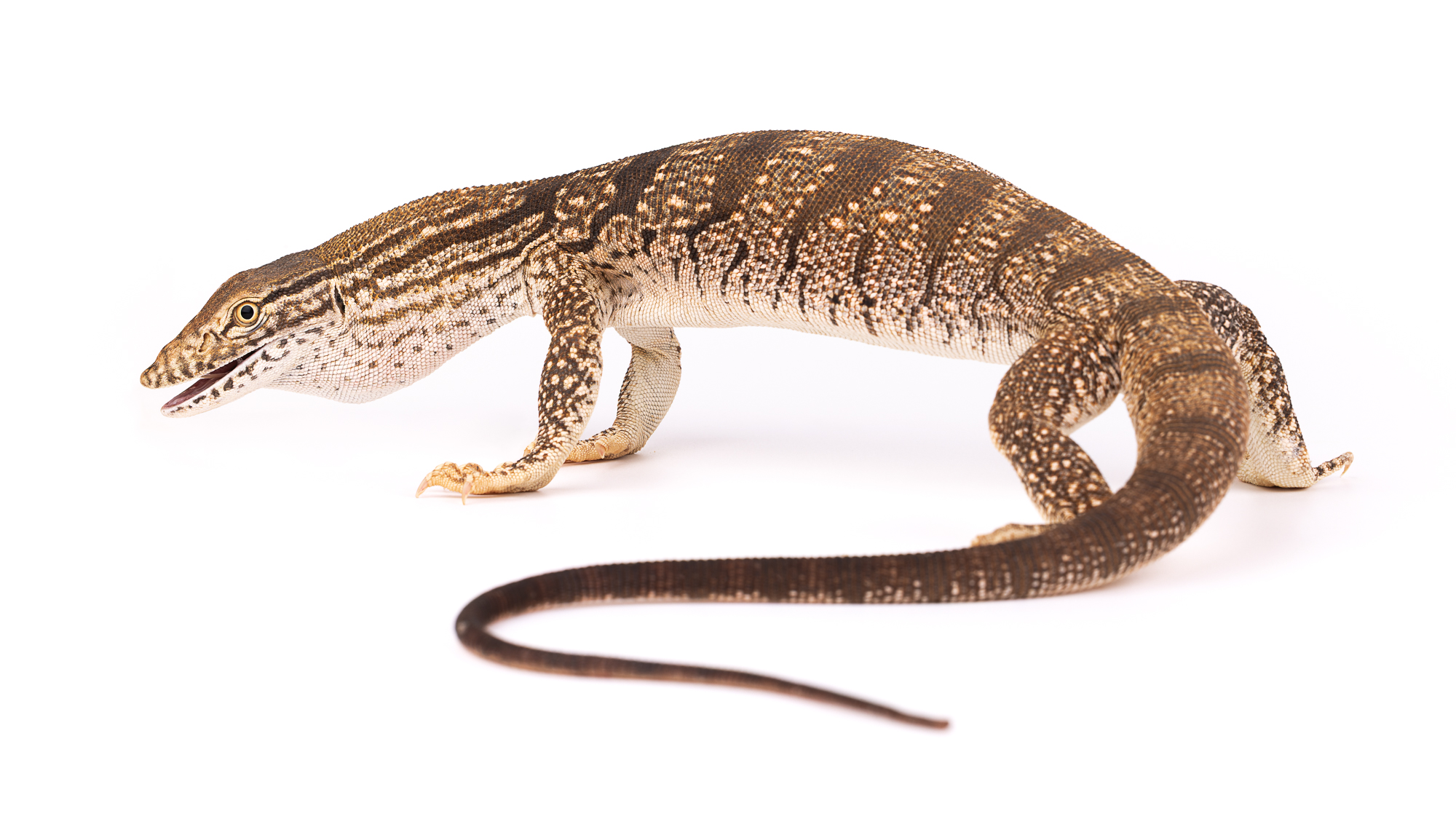 Desert monitor (Varanus griseus) in a defensive posture, using its tail as a whip and inflating its throat