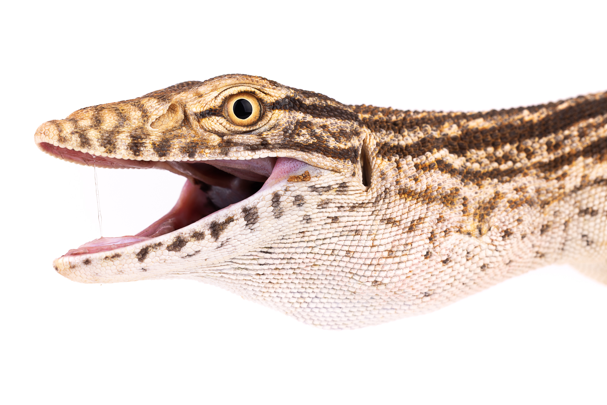 Headshot of a defensive Desert monitor (Varanus griseus) with its throat inflated