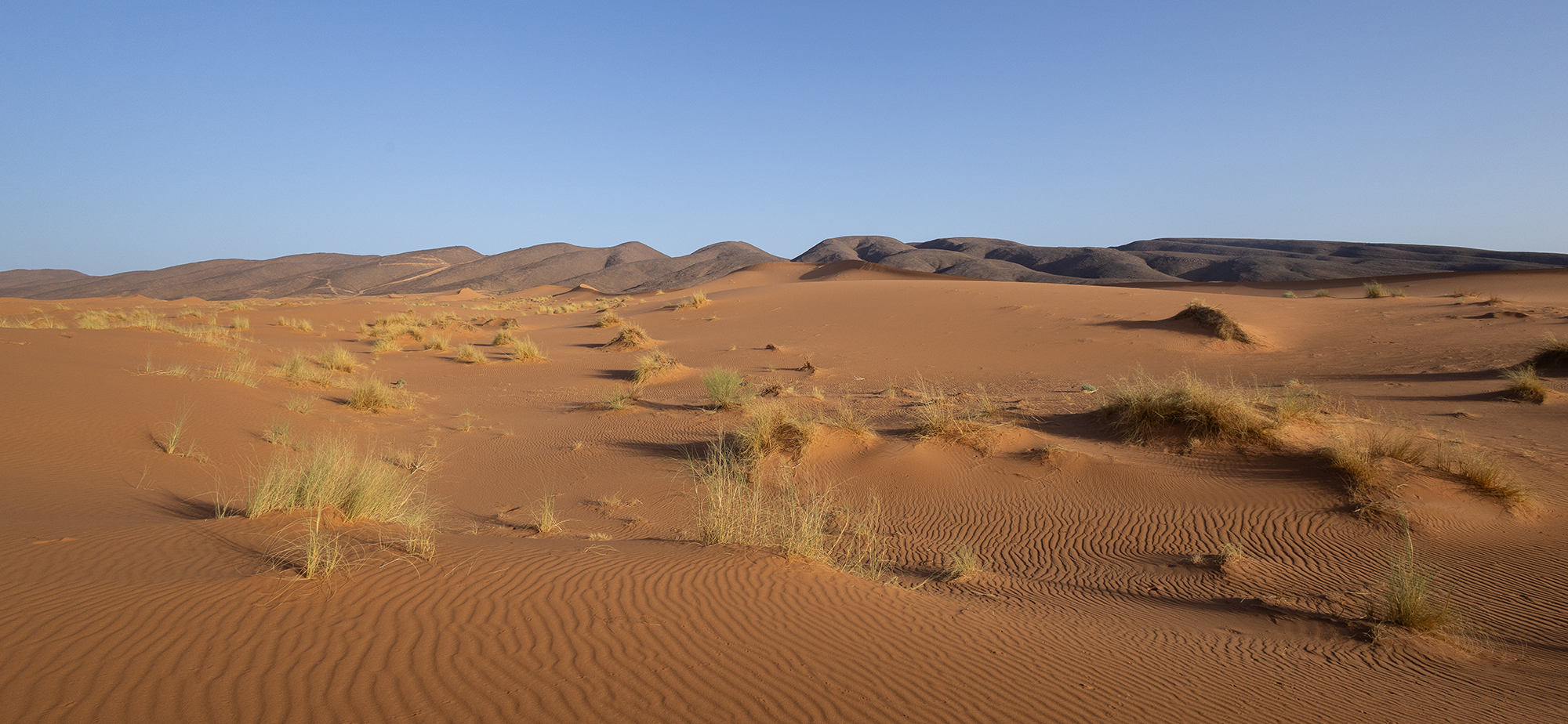 Desert monitor habitat around Merzouga, with sand dunes, small bushes, and rocky formations