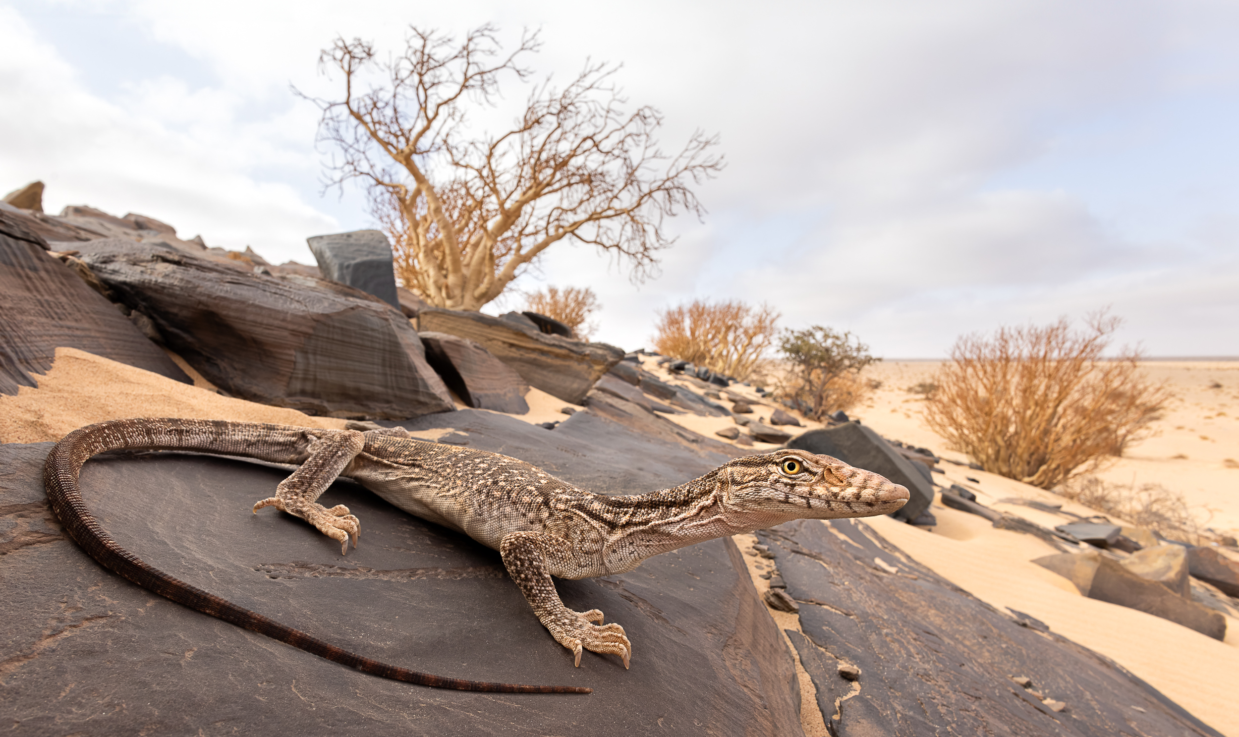 Desert monitor (Varanus griseus) rescued from a well where it was trapped, showing its habitat